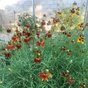 Meet your Posher, Margaret